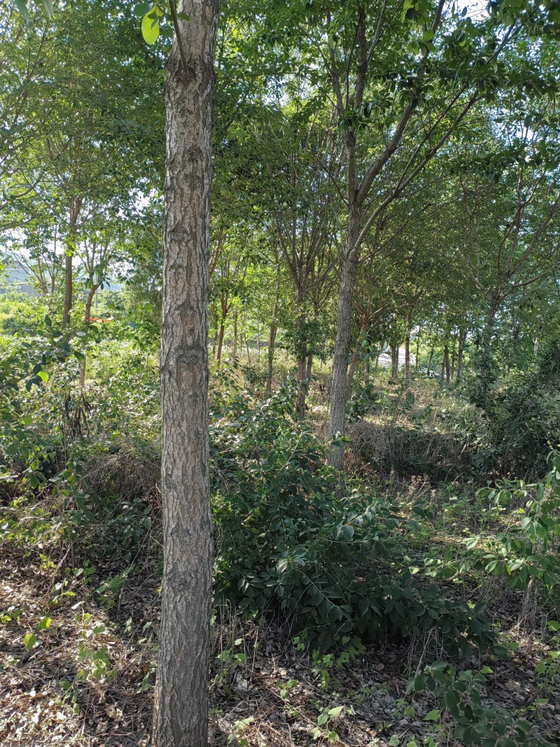 油根子树