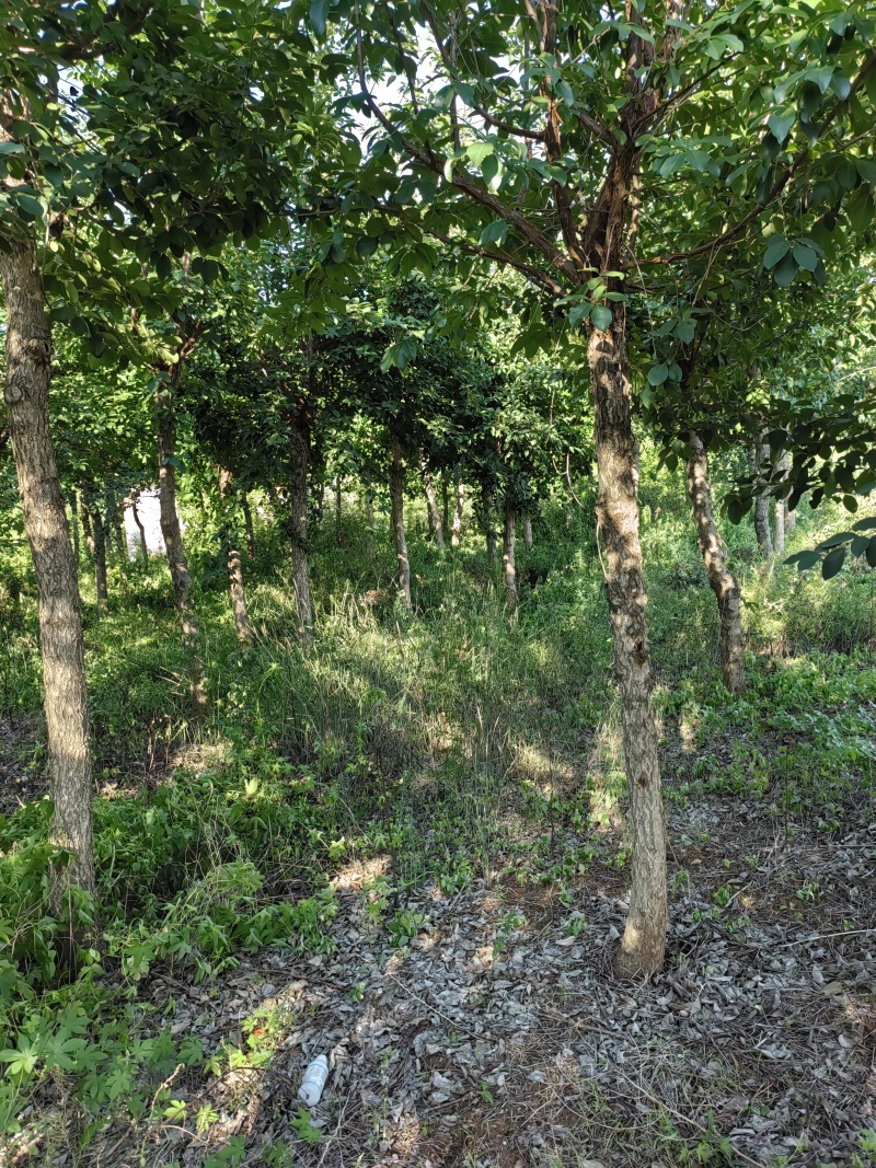 油根子树
