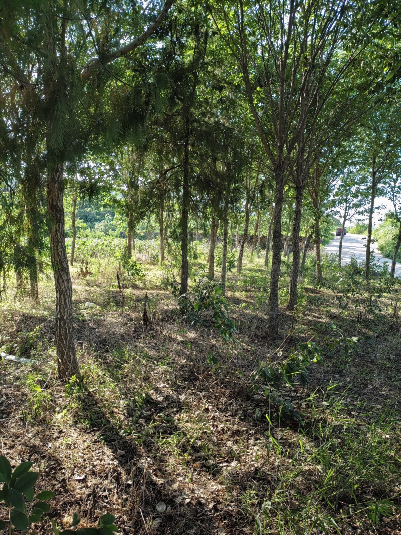 油根子树