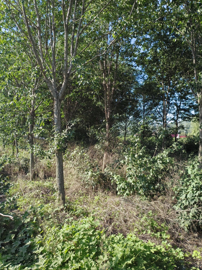 油根子树