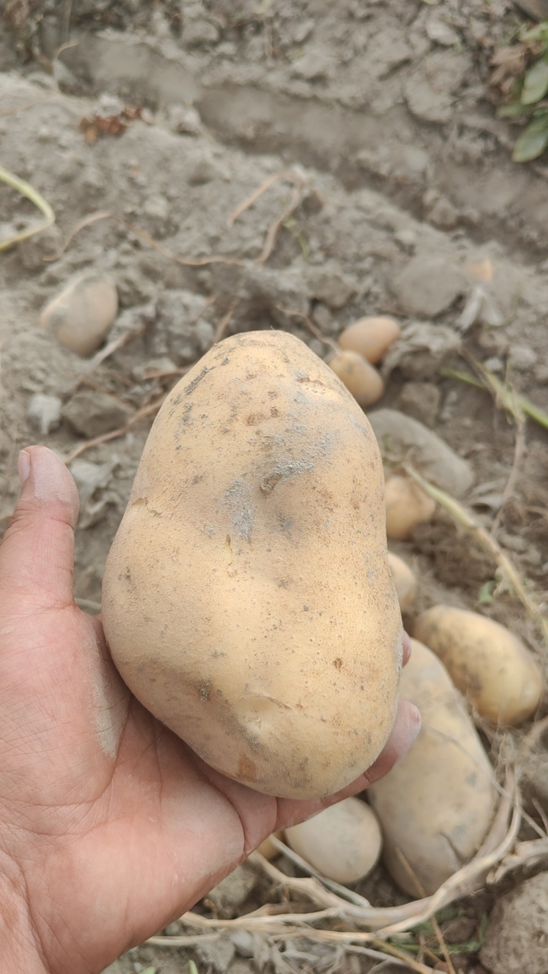 阿克苏土豆产地可对接电商商贸团购