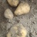 阿克苏土豆产地可对接电商商贸团购