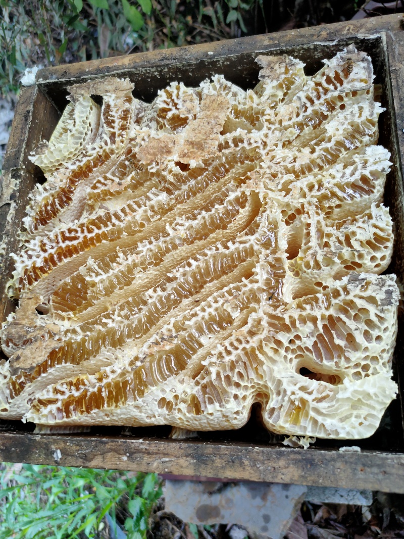 【深山土蜂蜜·自然馈赠】源自海拔千米深山土蜂蜜干预