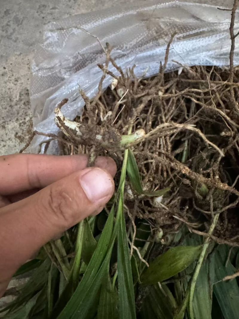 供应三叉紫花白芨驯化苗，产量巨大，质量好代发全国各地客商