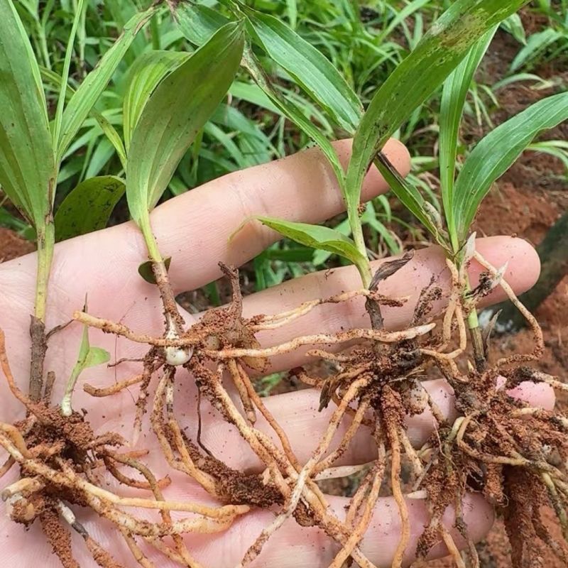供应三叉紫花白芨驯化苗，产量巨大，质量好代发全国各地客商
