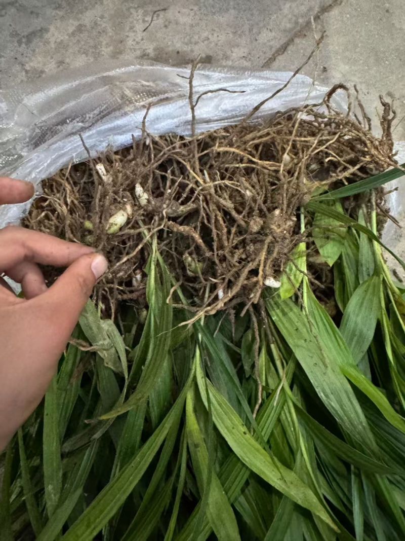 供应三叉紫花白芨驯化苗，产量巨大，质量好代发全国各地客商