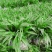 白芨苗出售，量大从优，大量出售到全国各地，欢迎各类型客商