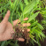 白芨苗出售，量大从优，大量出售到全国各地，欢迎各类型客商