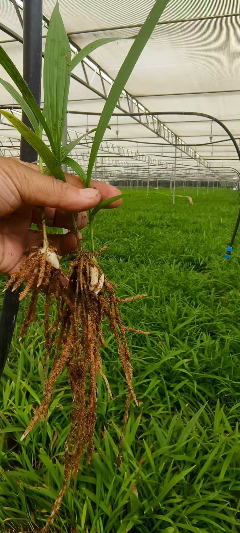 白芨苗出售，量大从优，大量出售到全国各地，欢迎各类型客商