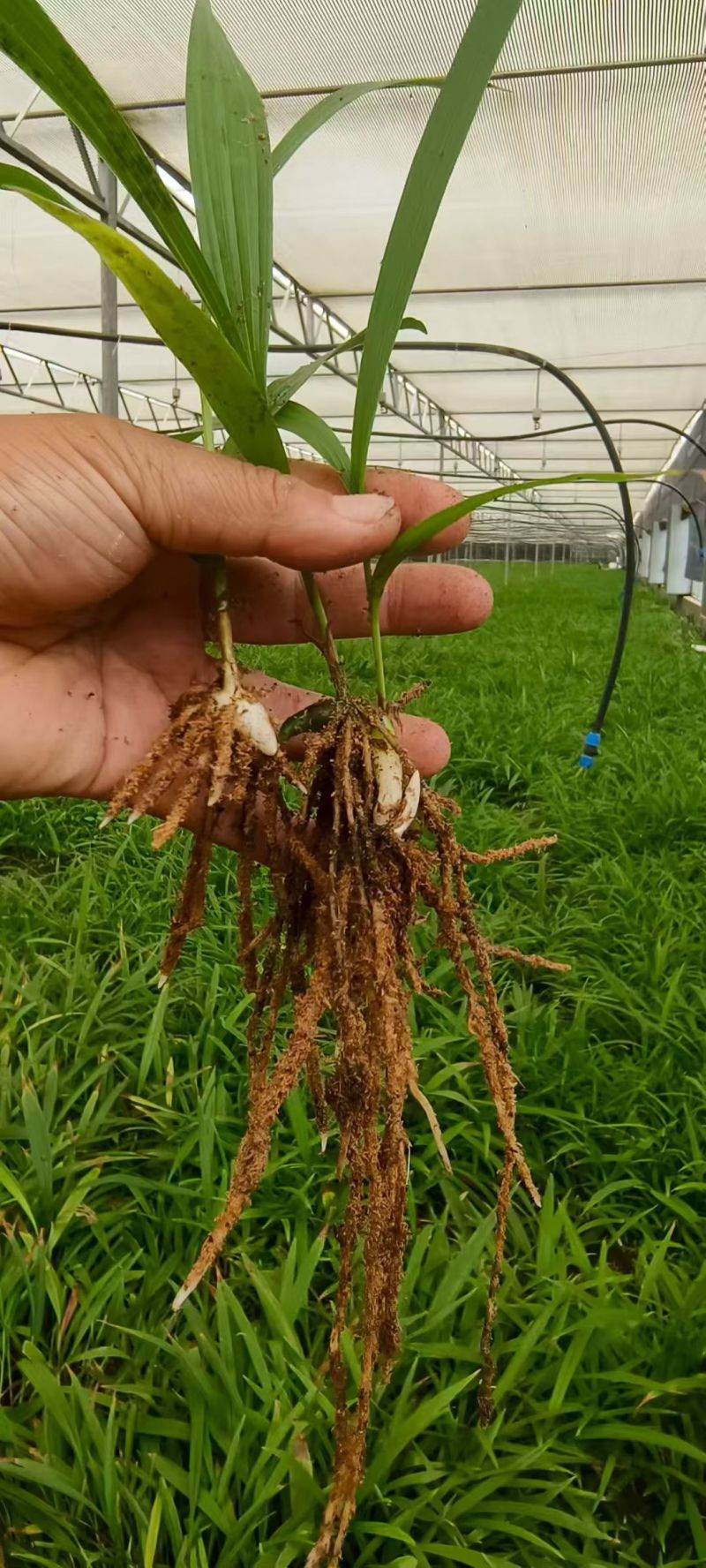 白芨苗出售，量大从优，大量出售到全国各地，欢迎各类型客商