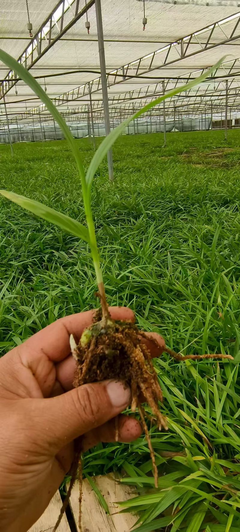 白芨苗出售，量大从优，大量出售到全国各地，欢迎各类型客商