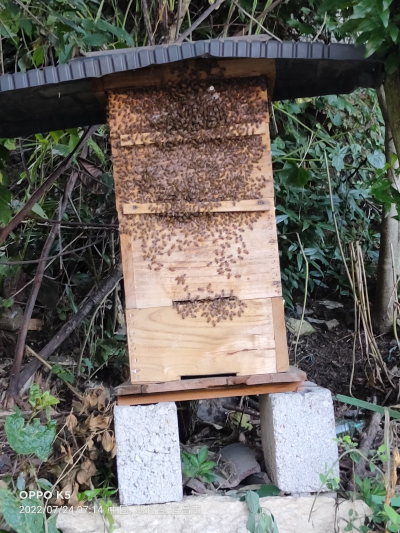 【深山土蜂蜜·自然馈赠】源自海拔千米深山土蜂蜜干预