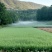 【深山土蜂蜜·自然馈赠】源自海拔千米深山土蜂蜜干预