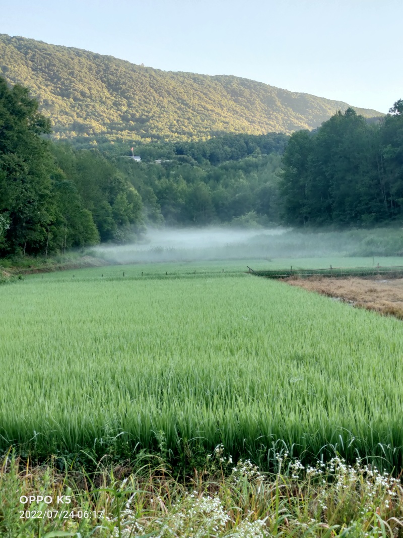 【深山土蜂蜜·自然馈赠】源自海拔千米深山土蜂蜜干预