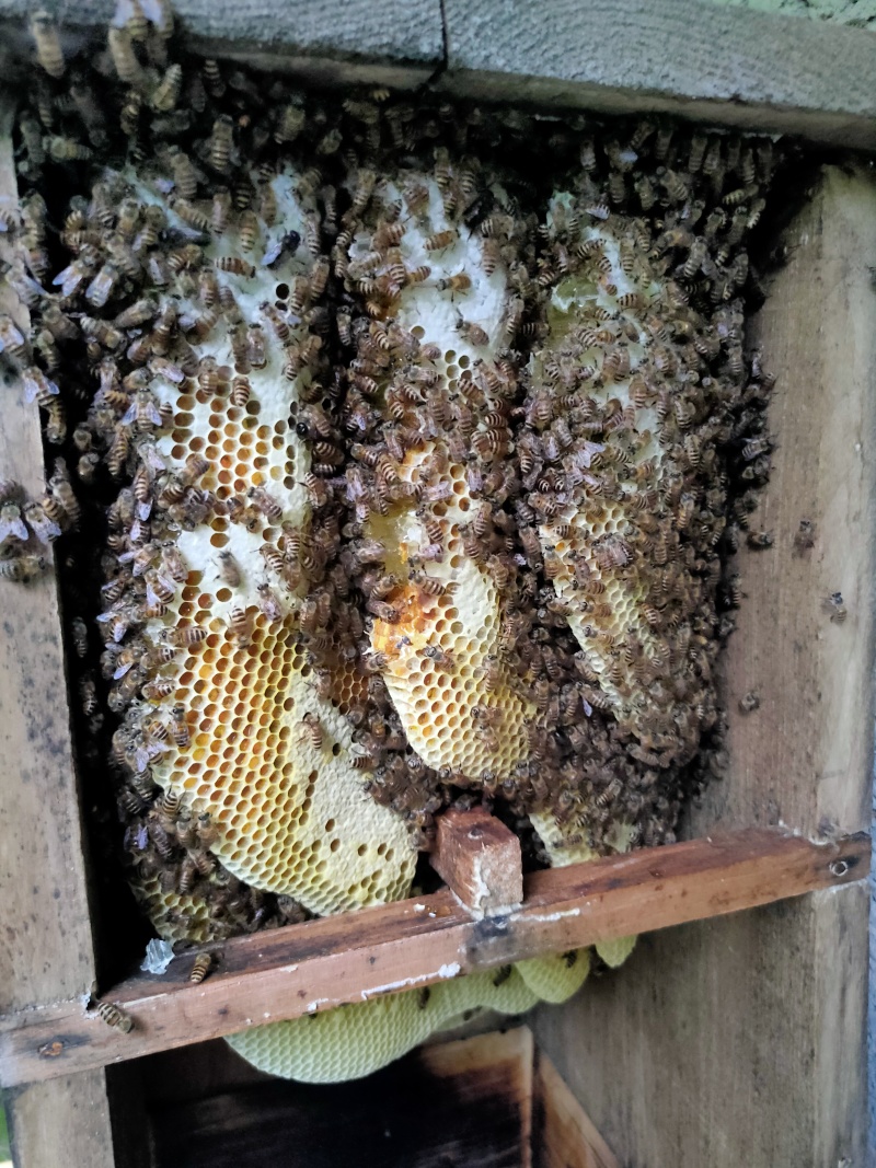 【深山土蜂蜜·自然馈赠】源自海拔千米深山土蜂蜜干预