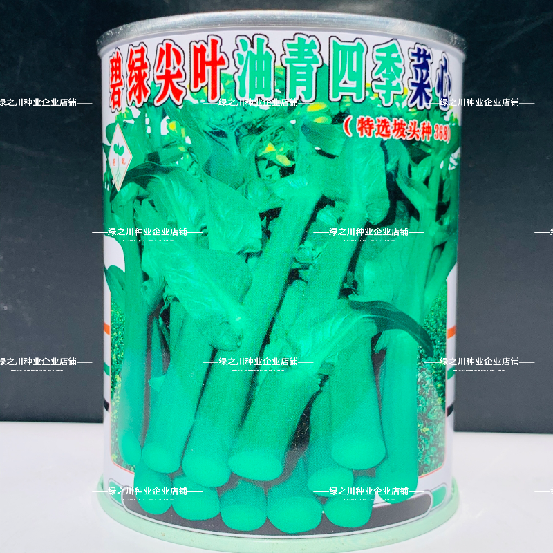 广东碧绿尖叶油青菜心种子粗条抗热抗雨四季甜菜心种籽春夏秋