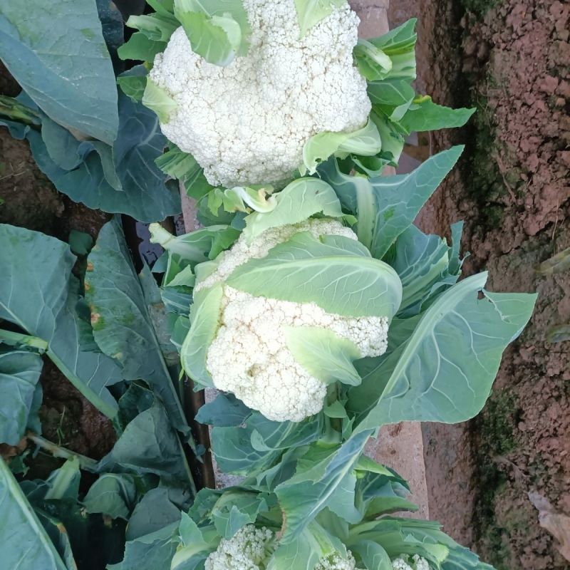 银松80松散型松花菜种子青梗花椰菜种子高产松花菜种子
