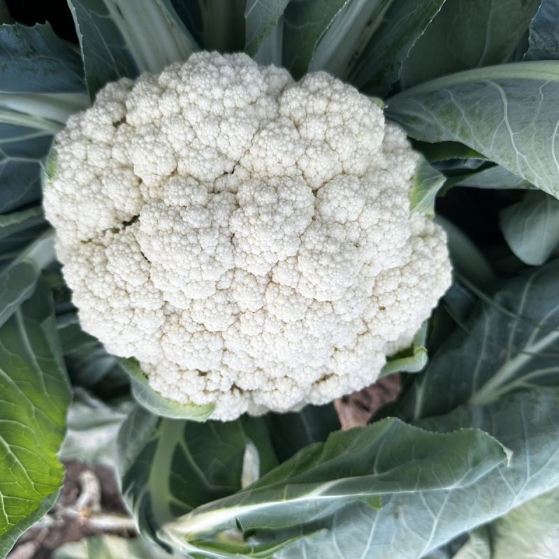 银松80松散型松花菜种子青梗花椰菜种子高产松花菜种子