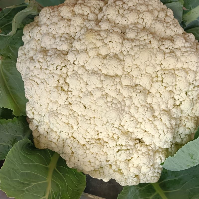 银松80松散型松花菜种子青梗花椰菜种子高产松花菜种子