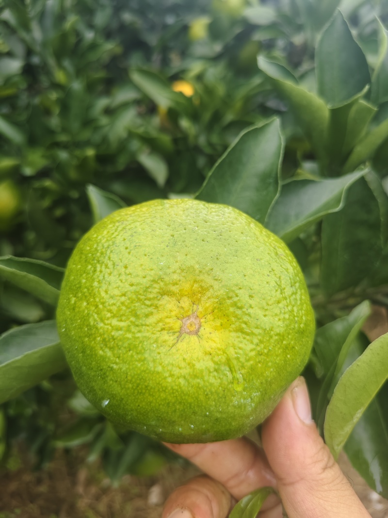 特早蜜橘柑橘
