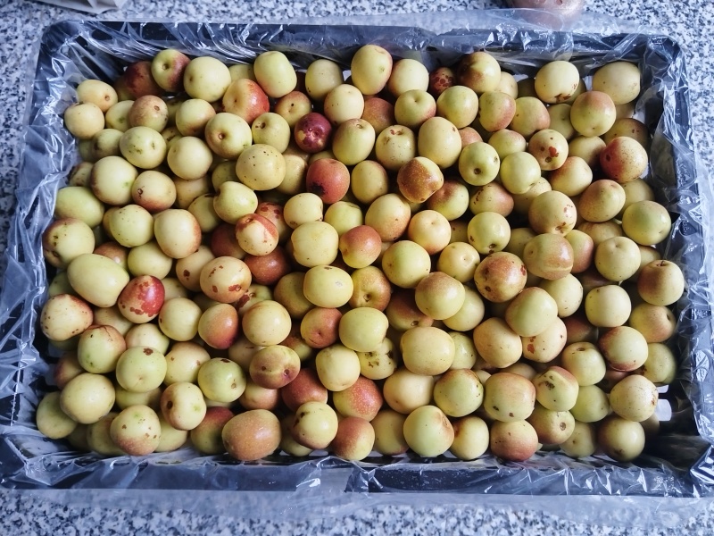 阜阳冬枣种植基地一手货源不是代办所有规格都有货