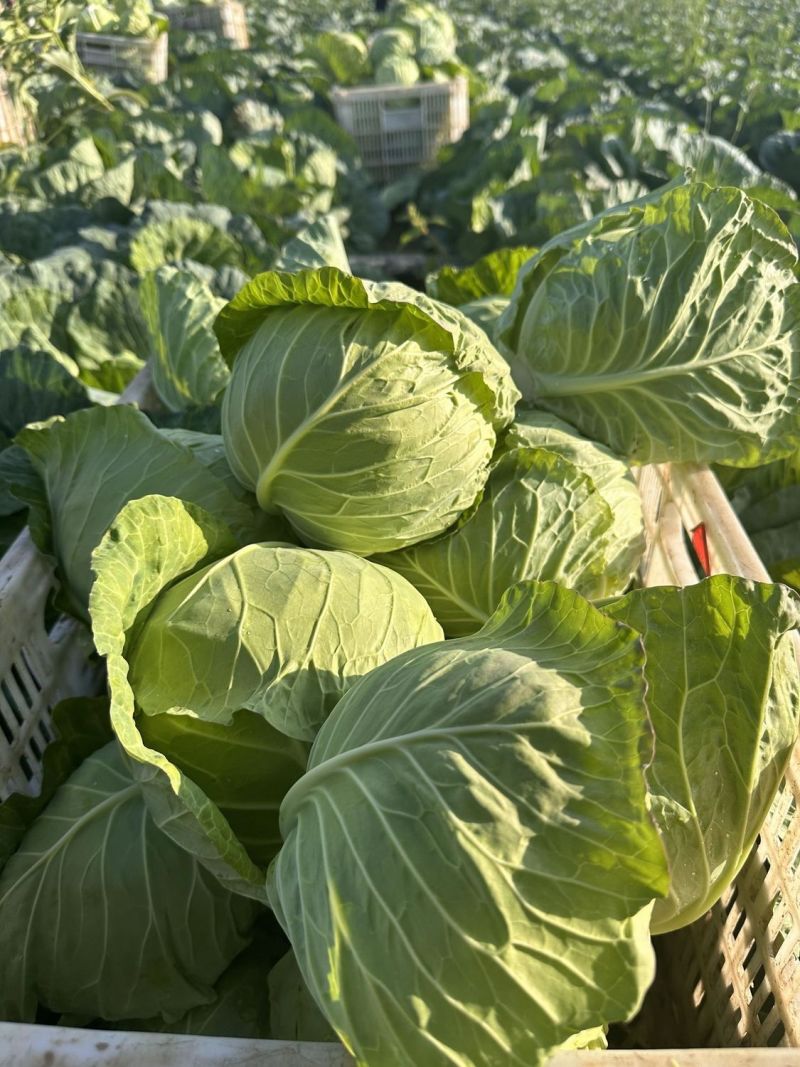 双环京丰王中早熟杂交甘蓝种子高产抗病耐抽苔商品性佳秋季播