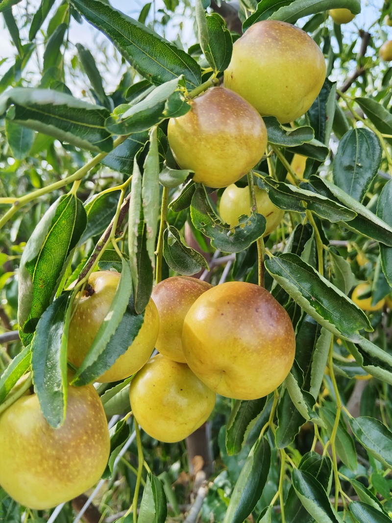 阜阳冬枣种植基地一手货源不是代办所有规格都有货