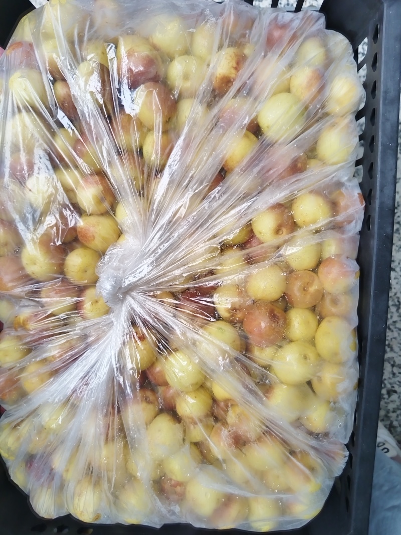 阜阳冬枣种植基地一手货源不是代办所有规格都有货