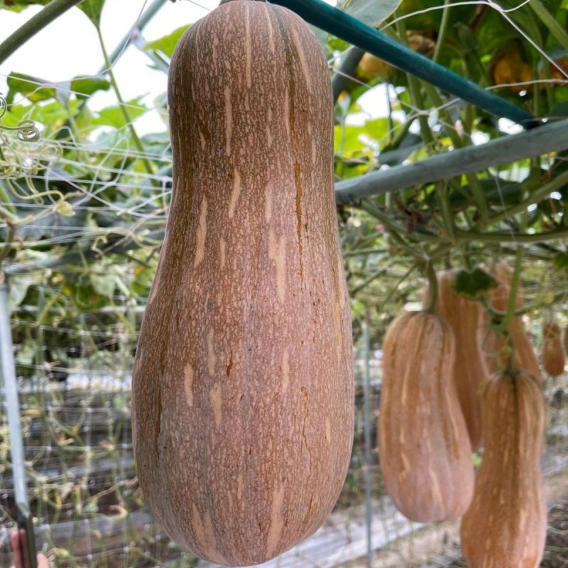 金船甜蜜南瓜种子早中熟棒锺形顶端膨大口感细腻味甜蜜本南瓜