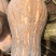 金船甜蜜南瓜种子早中熟棒锺形顶端膨大口感细腻味甜蜜本南瓜