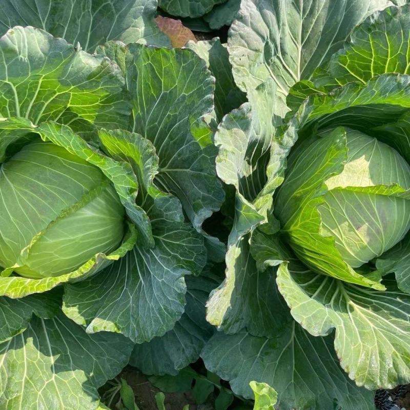 双环611甘蓝菜种子早熟抗病高产杂交甘兰菜种籽不易烈