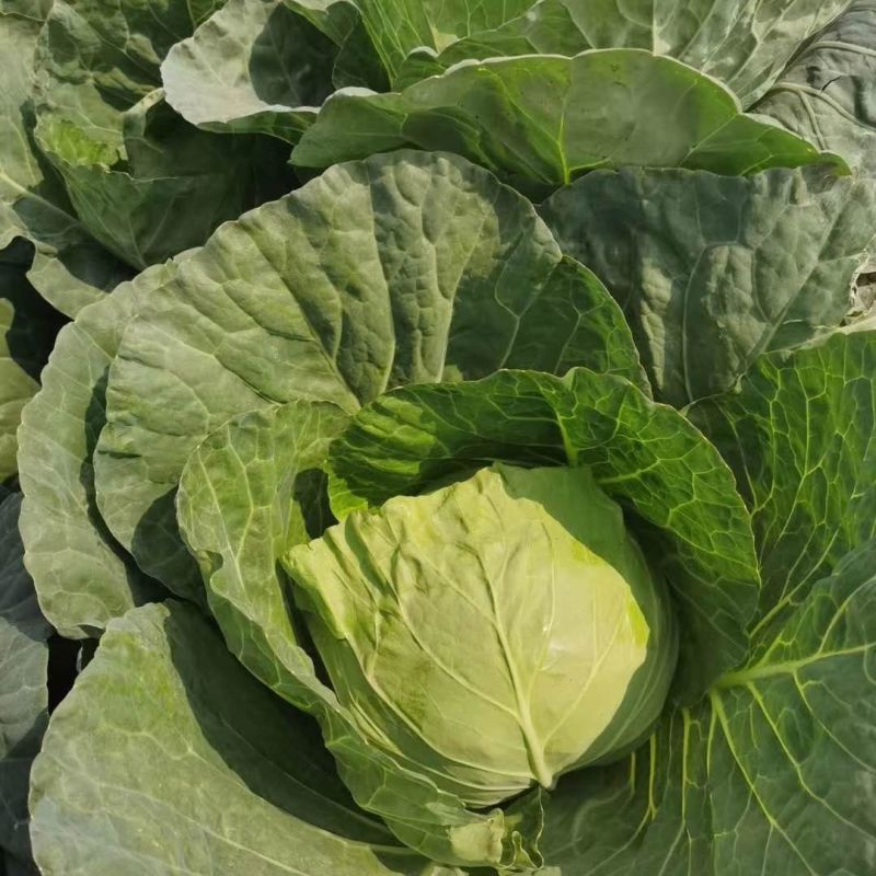 双环611甘蓝菜种子早熟抗病高产杂交甘兰菜种籽不易烈