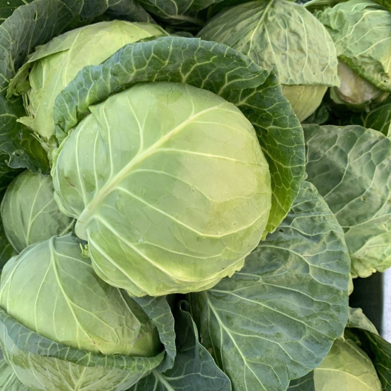 华美杂交甘蓝种子早熟结球紧实形卷心菜种籽抗病强春秋播甘蓝