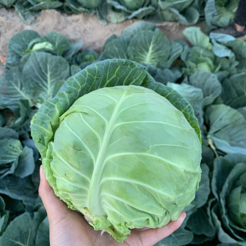 华美杂交甘蓝种子早熟结球紧实形卷心菜种籽抗病强春秋播甘蓝