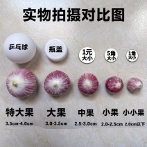 云南独头蒜新鲜全干紫皮蒜独头红皮蒜新鲜蔬菜