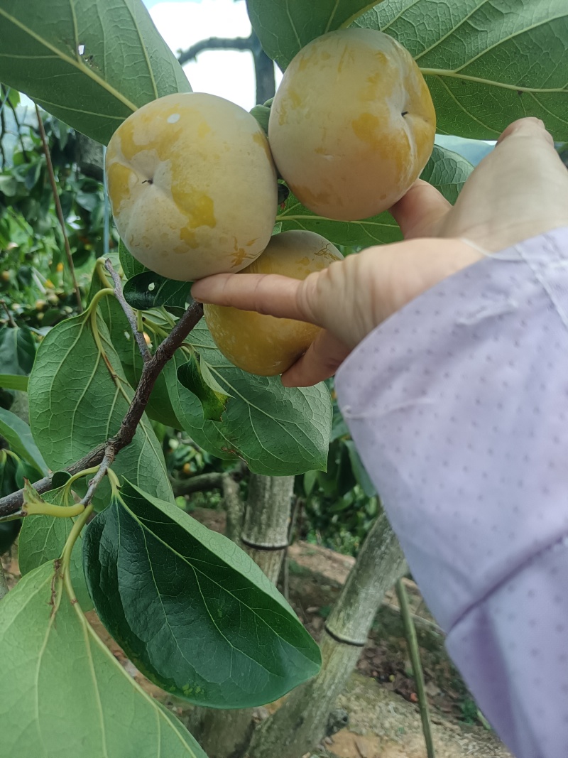 脆柿，红柿，大量上柿