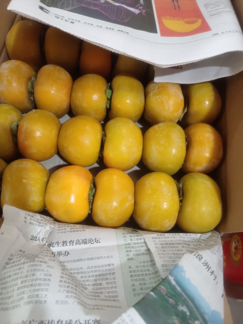 脆柿，红柿，大量上柿