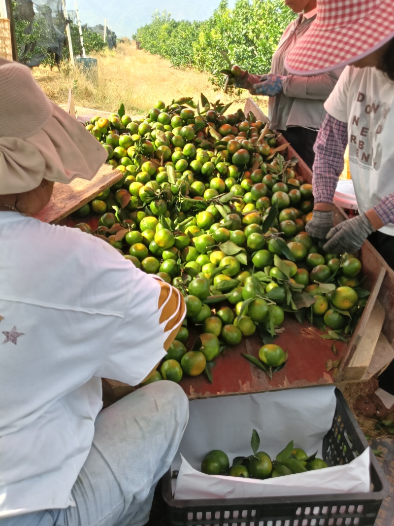广西桂林兴安特早专业代办