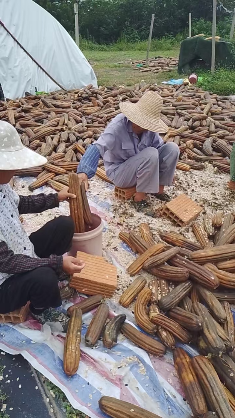 带皮老丝瓜瓤