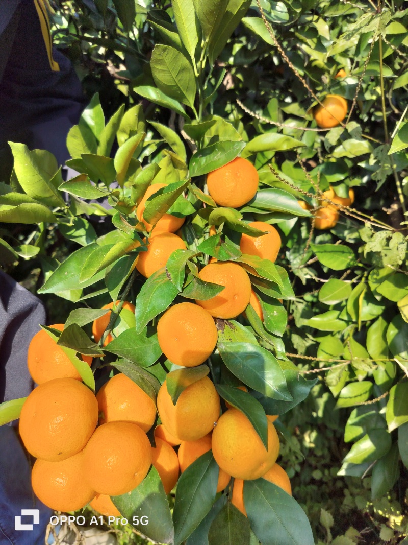 湖北蜜橘/宜昌蜜橘/产地货源/自家果园/价格可以商议
