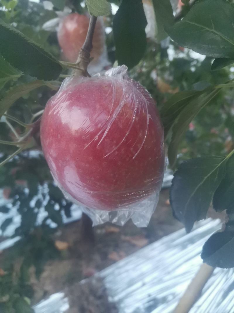 中秋王苹果