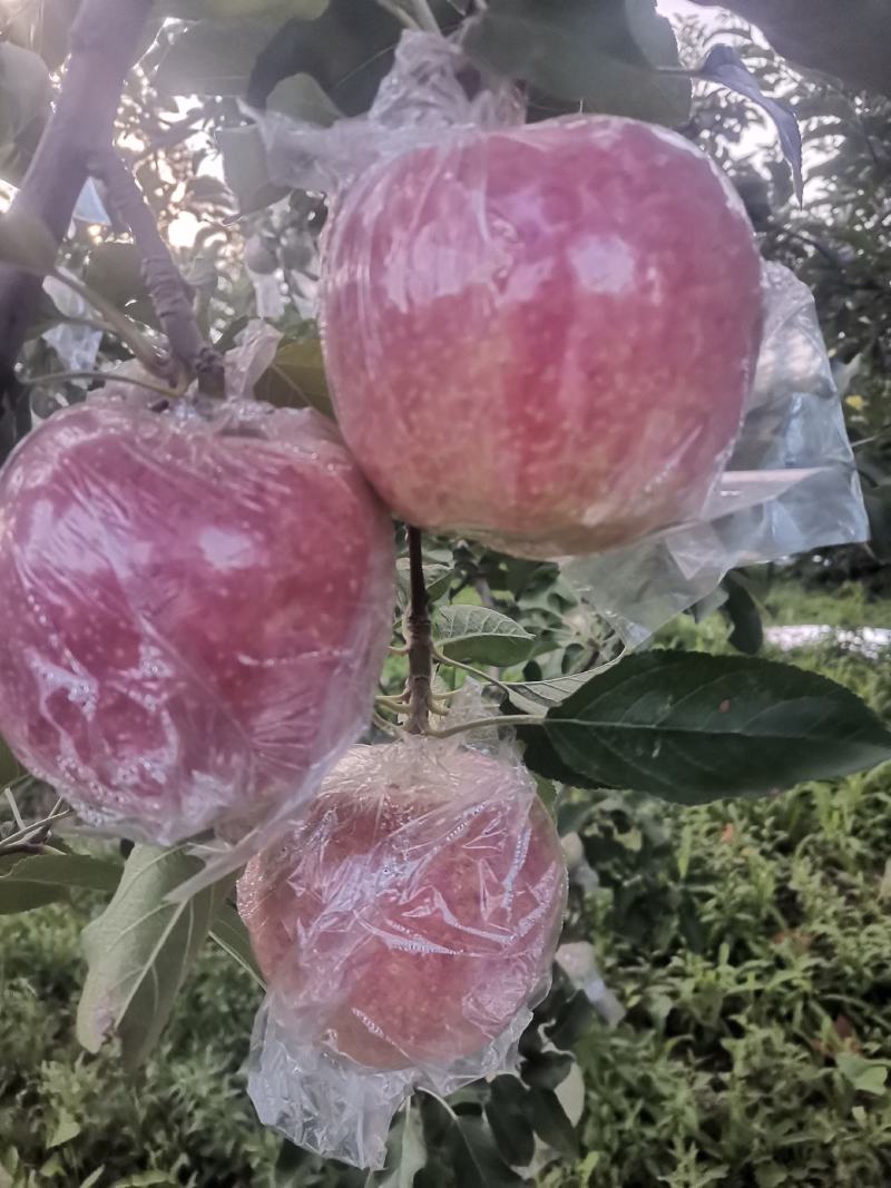 中秋王苹果