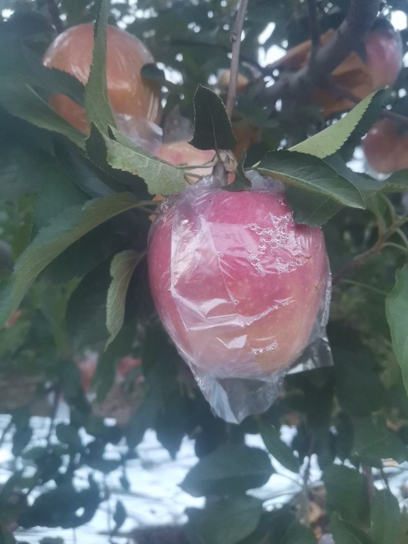 中秋王苹果
