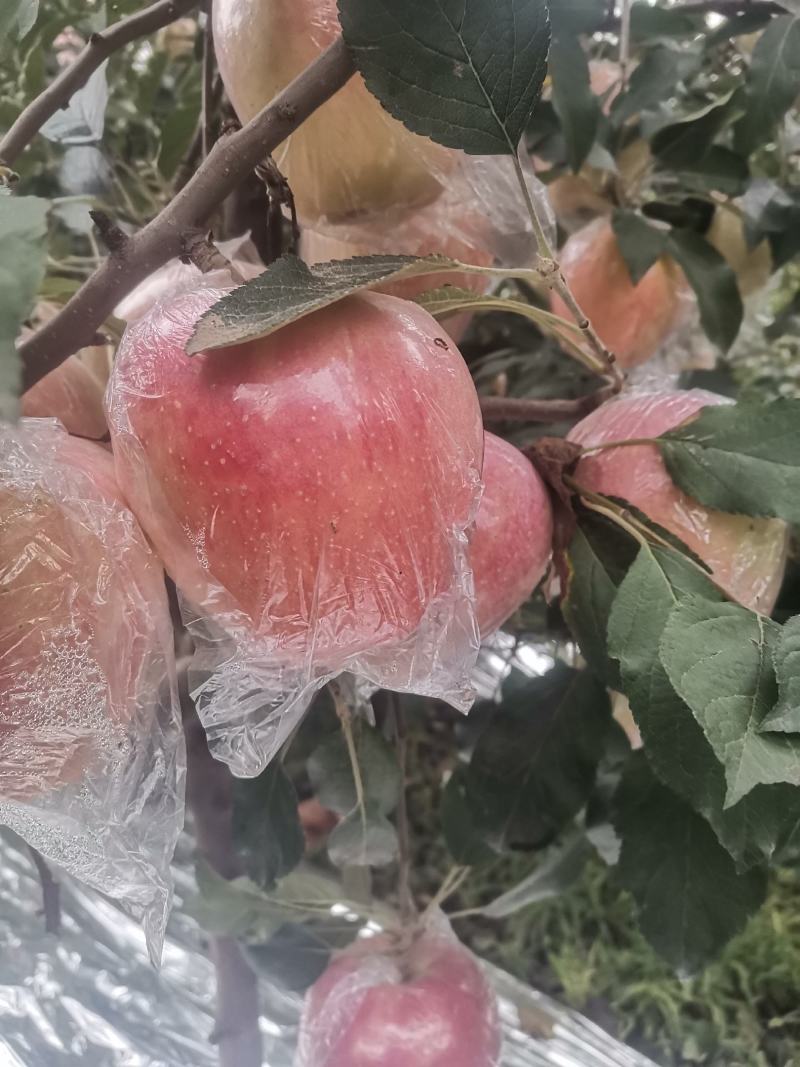 中秋王苹果