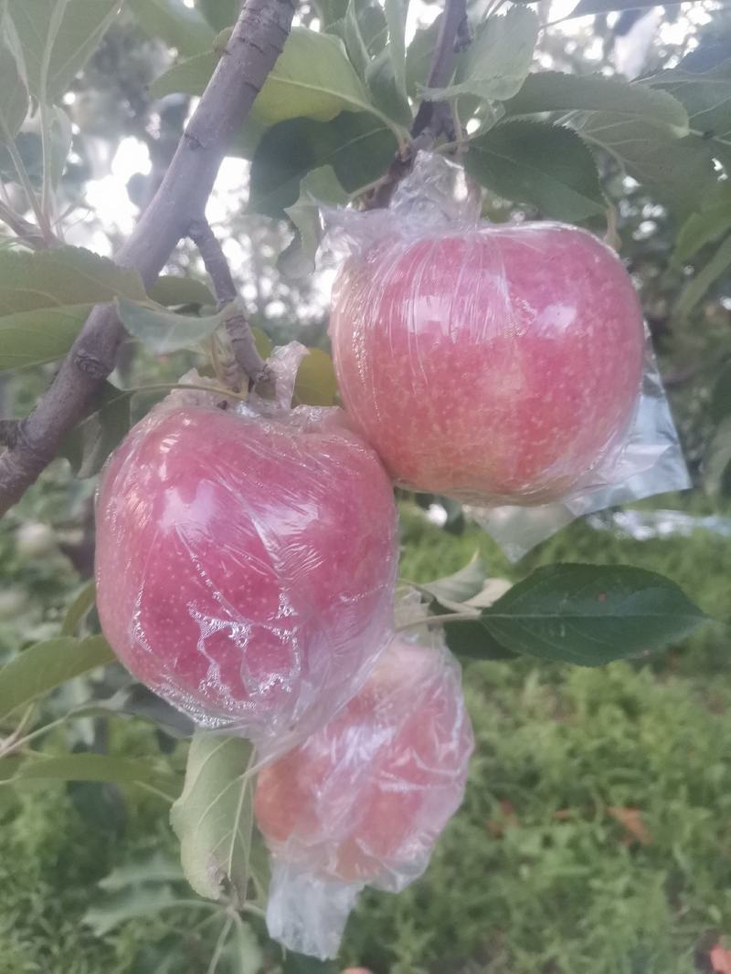 中秋王苹果