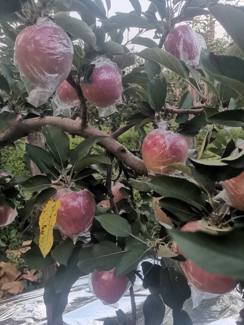 中秋王苹果