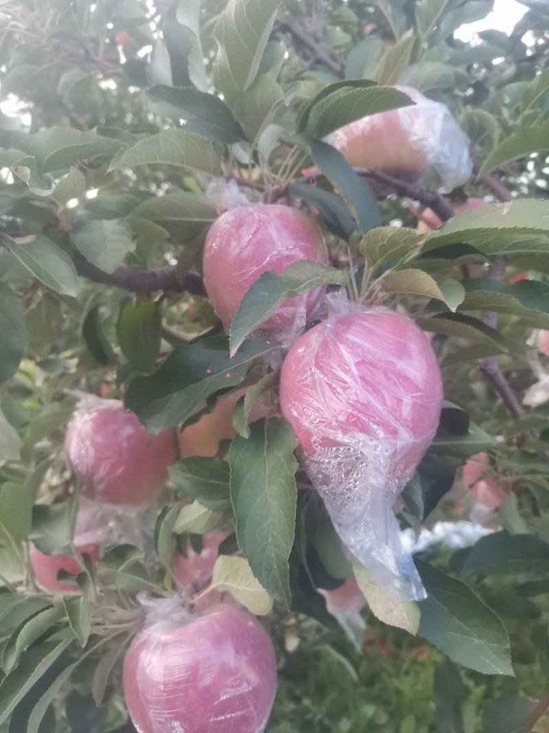 中秋王苹果