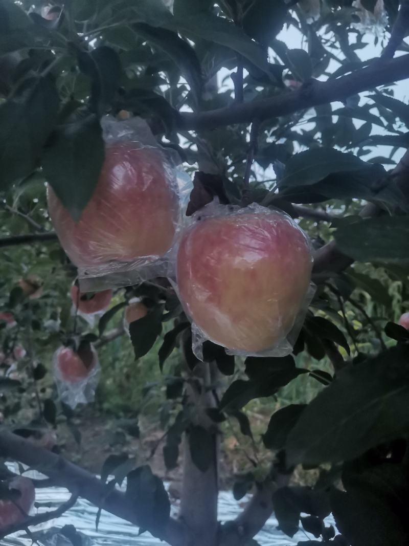 中秋王苹果