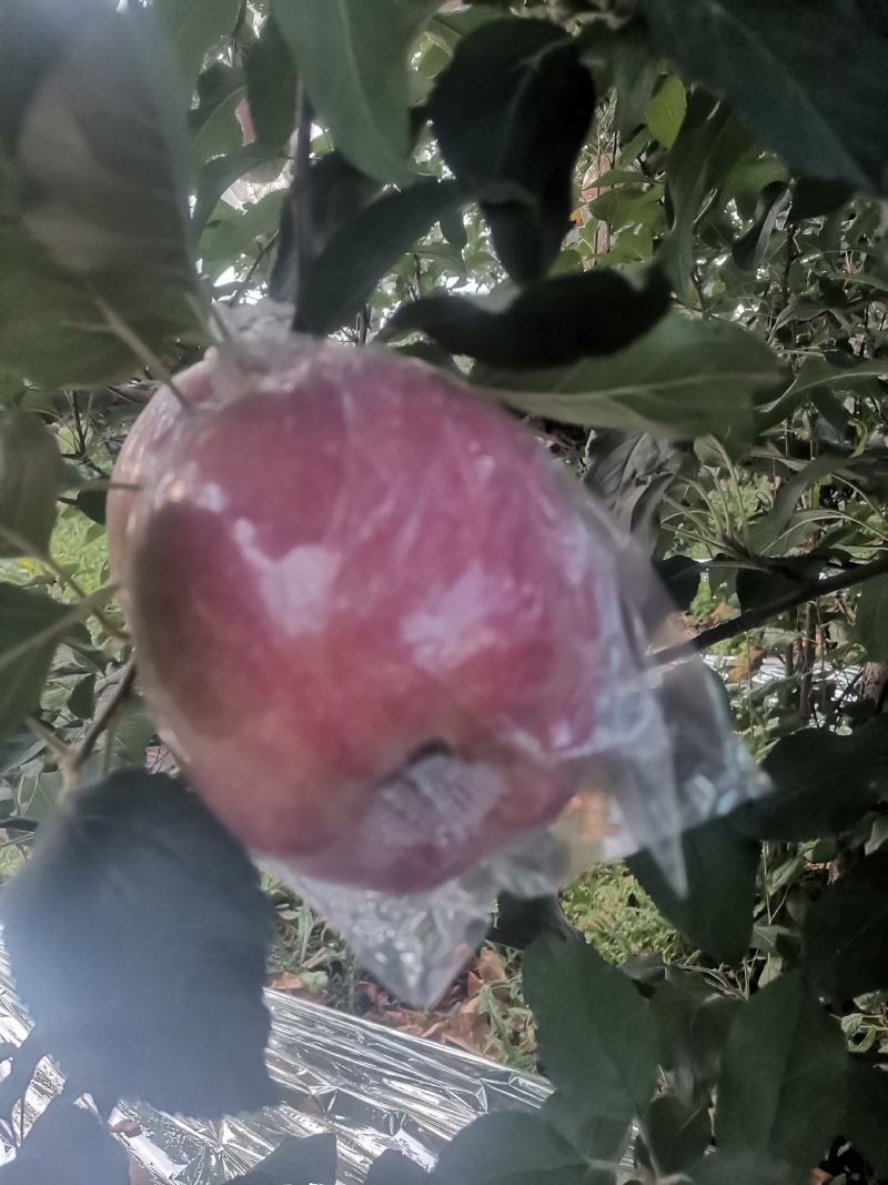 中秋王苹果