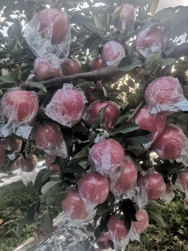 中秋王苹果